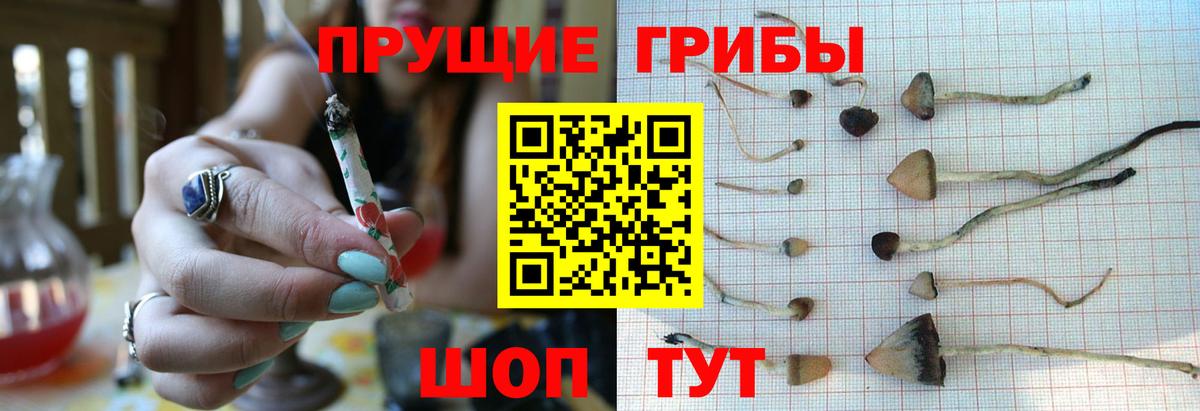 где можно купить наркотик  Вход с VPN  Шумерля  Псилоцибиновые грибы мицелий 